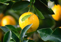 光子嫩膚治療雀斑