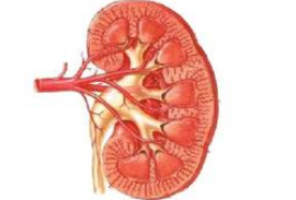 小兒急性腎小球腎炎