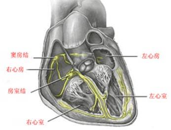 竇房傳導(dǎo)阻滯