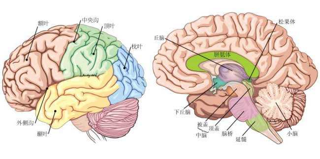 結(jié)核性腦膜炎