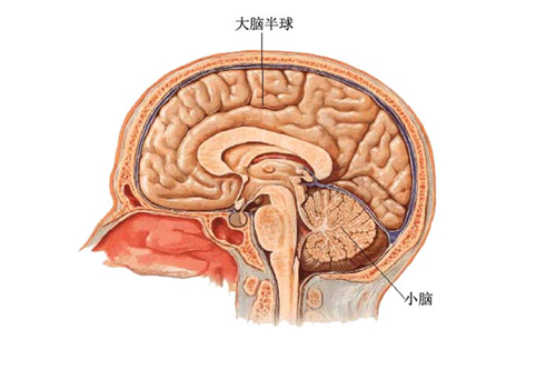 腦寄生蟲(chóng)病