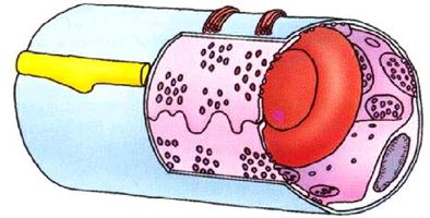 遺傳性出血性毛細(xì)血管擴(kuò)張癥