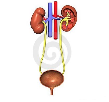 泌尿系統(tǒng)疾病