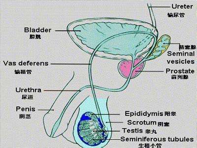 泌尿系統(tǒng)結(jié)核