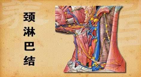 頸淋巴結(jié)結(jié)核