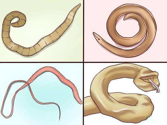 弓形蟲(chóng)病