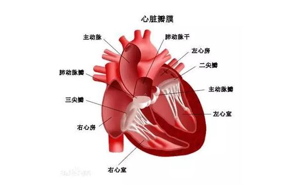 三尖瓣關(guān)閉不全