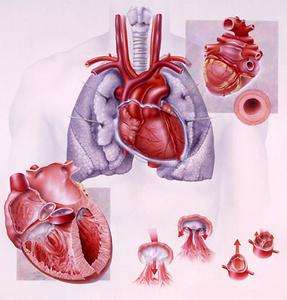 矯正型大動(dòng)脈錯(cuò)位