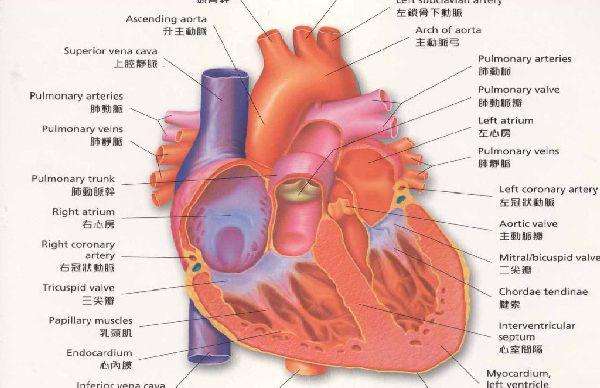 右束支傳導(dǎo)阻滯