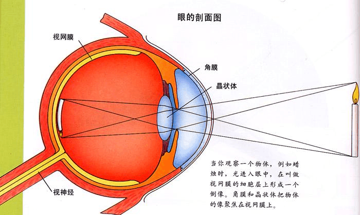 視網(wǎng)膜色素變性