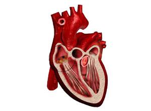 小兒感染性心內(nèi)膜炎